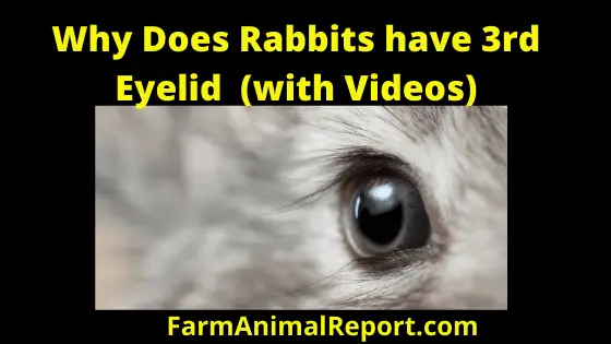 Why Do Rabbits Have Third Eyelid