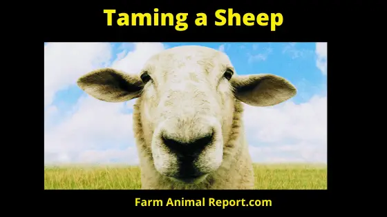 Taming a Sheep
