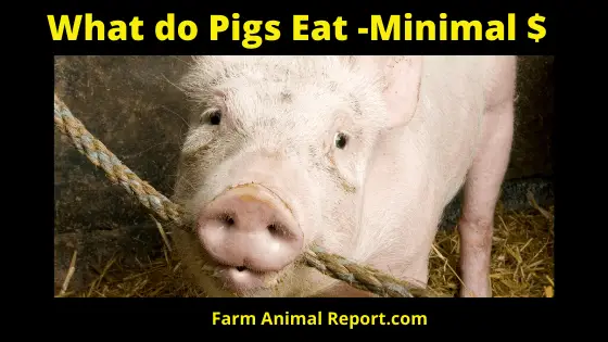 What do Pigs Eat with Minimal Spending