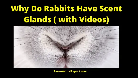 Why Rabbits have Scent Glands