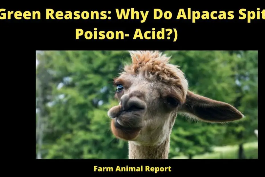 5 Green Reasons: Why Do Alpacas Spit ( Poison- Acid?)
