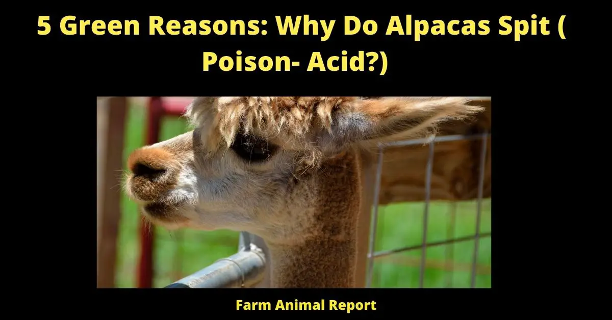 5 Green Reasons: Why Do Alpacas Spit ( Poison- Acid?) 