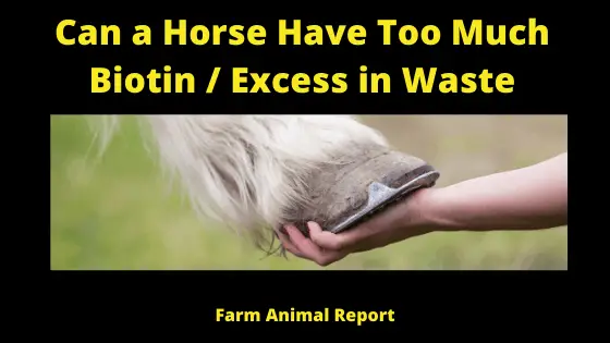Can a Horse Have Too Much Biotin _ Excess in Waste