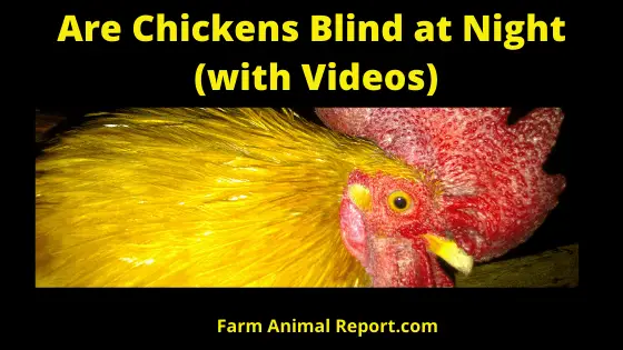 Are Chicken Blind at Night