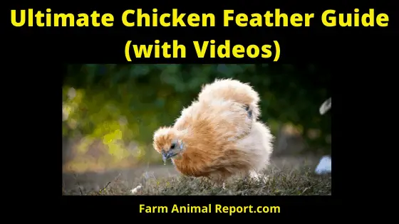 Ultimate Guide to Chicken Feathers