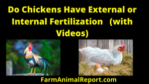 How do Chicken eggs get Fertilized - External or Internal Fertilization