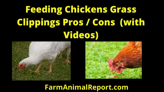 Chickens eating Grass Clippings