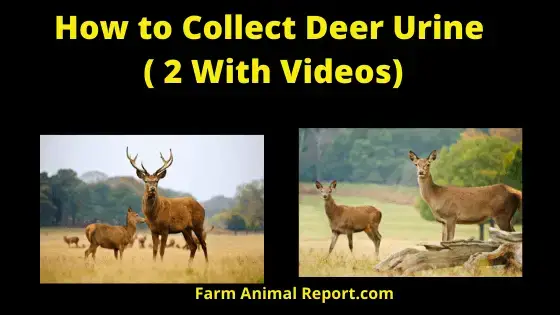 THE ONLY FARM FRESH DEER URINE ON THE MARKET – J&S Scents