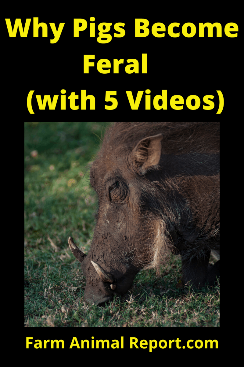 How / Why Pigs Feral Farm Animal report