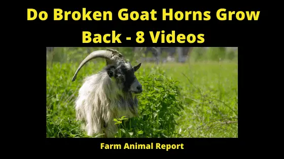 Do Broken Goat Horns Grow Back - 8 Videos
