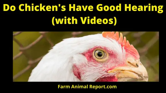 Do Chickens Have Good Hearing