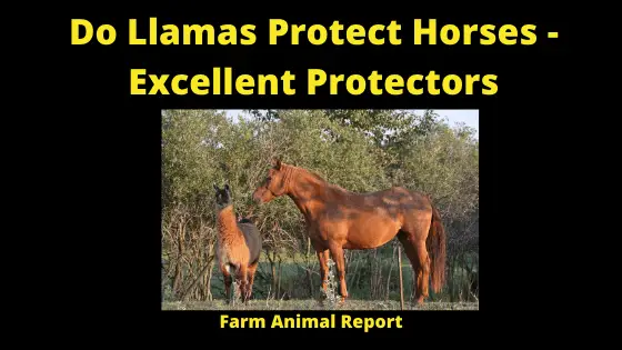 Do Llamas Protect Horses - Excellent Protectors 1