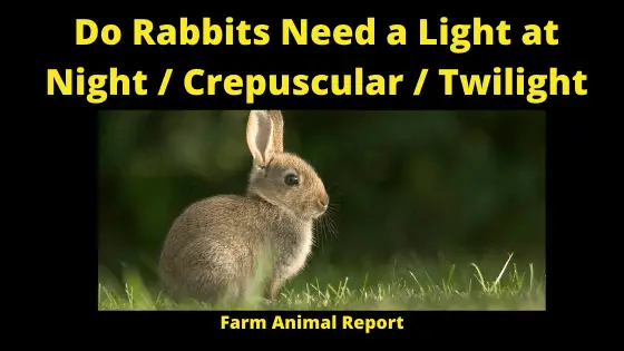 Do Rabbits Need a Light at Night / Crepuscular / Twilightt