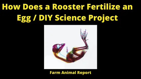 How Does a Rooster Fertilize an egg