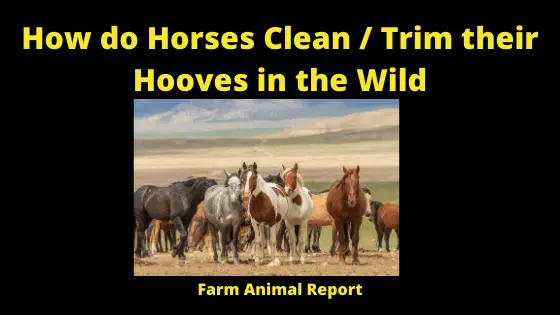 How do Wild Horses Trim Their Hooves - Their hooves stay trimmed by the amount of travel they endure on a daily basis. According to TheHorse.com, "horses living in the wild tend to have the healthiest hooves because they are constantly on the move, covering great distances over varied terrain." This constant movement forces the horses' hooves to spread apart and wear down evenly. In contrast, domestic horses often have less-than-ideal hoof health because they are typically confined to stalls or paddocks and don't get enough exercise. As a result, their hooves become misshapen and can develop problems like cracks, chips, and abscesses. While it's important to provide domestic horses with regular hoof care, remember that nothing can replace the benefits of a good workout. So get out there and give your horse a chance to stretch his legs (and trim his hooves)!