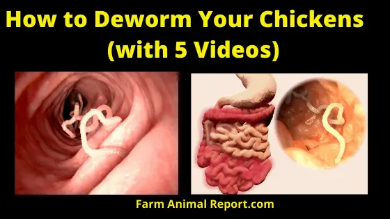 How to Deworm your Chickens (1)