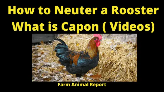 How to Neuter a Rooster _ Capon