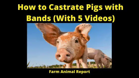 How to castrate Pigs