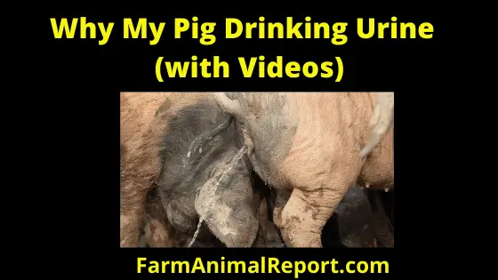 Why is My Pig Drinking Urine