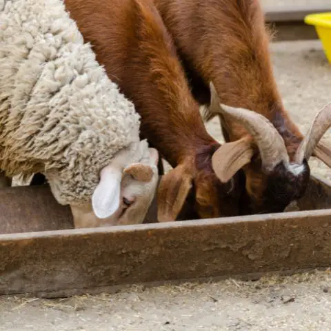 Seperating Sheep and Goats