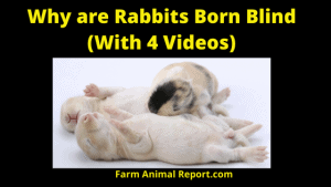 7 Complications: Why Rabbits Are Born Blind? (2022)
