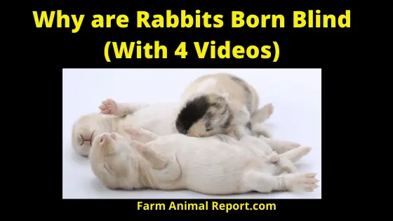 Rabbits are Born Blind