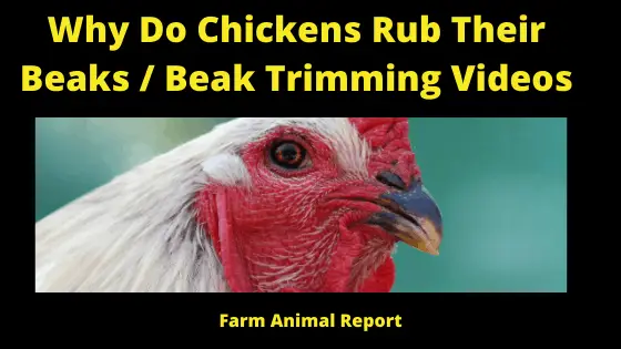 Why Chickens Rub Their Beaks