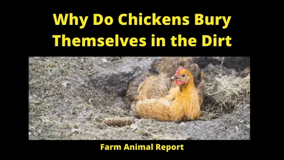 Why Chickens take Dust baths