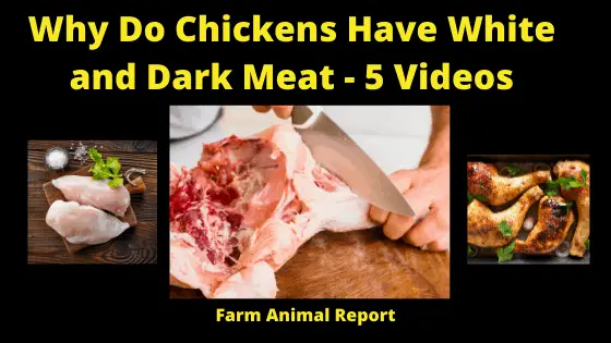 Why Do Chickens have White and Darm Meat