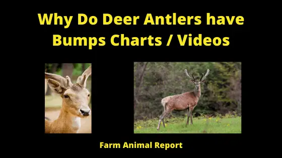 Why Do Deer Antlers Have Bumps