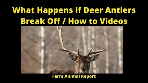 What Happens If Deer Antlers Break Off / How to Videos