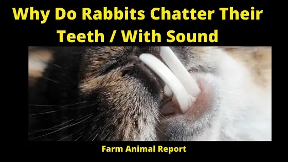 Why Do Rabbits Chatter with Their Teeth