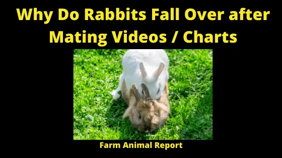 Why Do Rabbits Fall Over After Mating