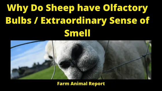 Why Do Sheep Have Olfactory Bulbs