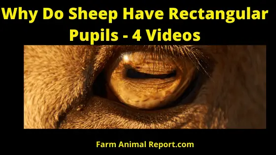 Why Do Sheep Have Rectangular Pupils