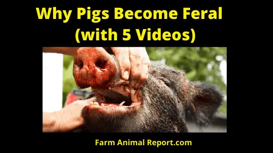Why Pigs Become Feral