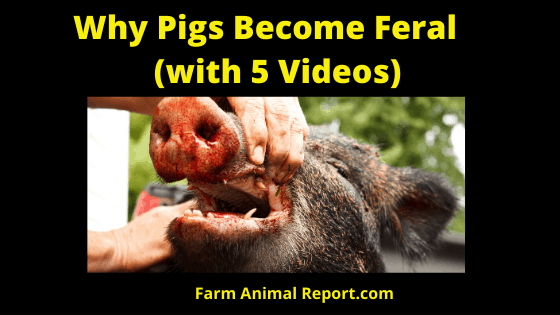 Pig Transformation - Why Pigs Become Feral - Farm Animal Report