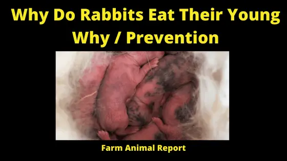 Why Rabbit Eating Babies