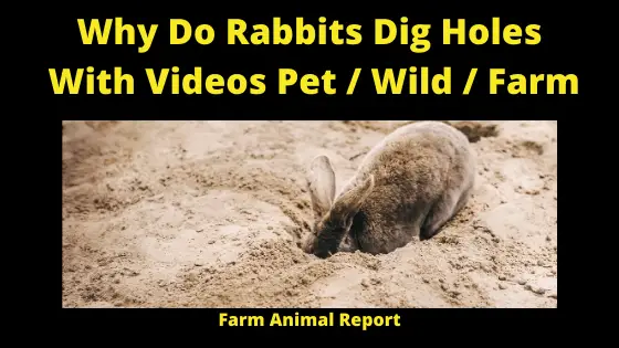 Why do Rabbits dig Holes