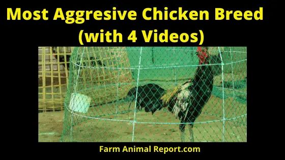 most Aggressive Chickens (1)