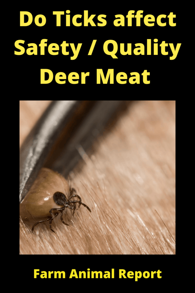 Safe? Deer Covered in Ticks | Tick | Deer Ticks | When Do Ticks Affect Deer Meat 1