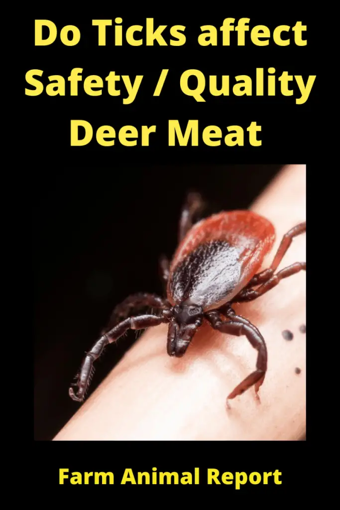 Safe? Deer Covered in Ticks | Tick | Deer Ticks | When Do Ticks Affect Deer Meat 2