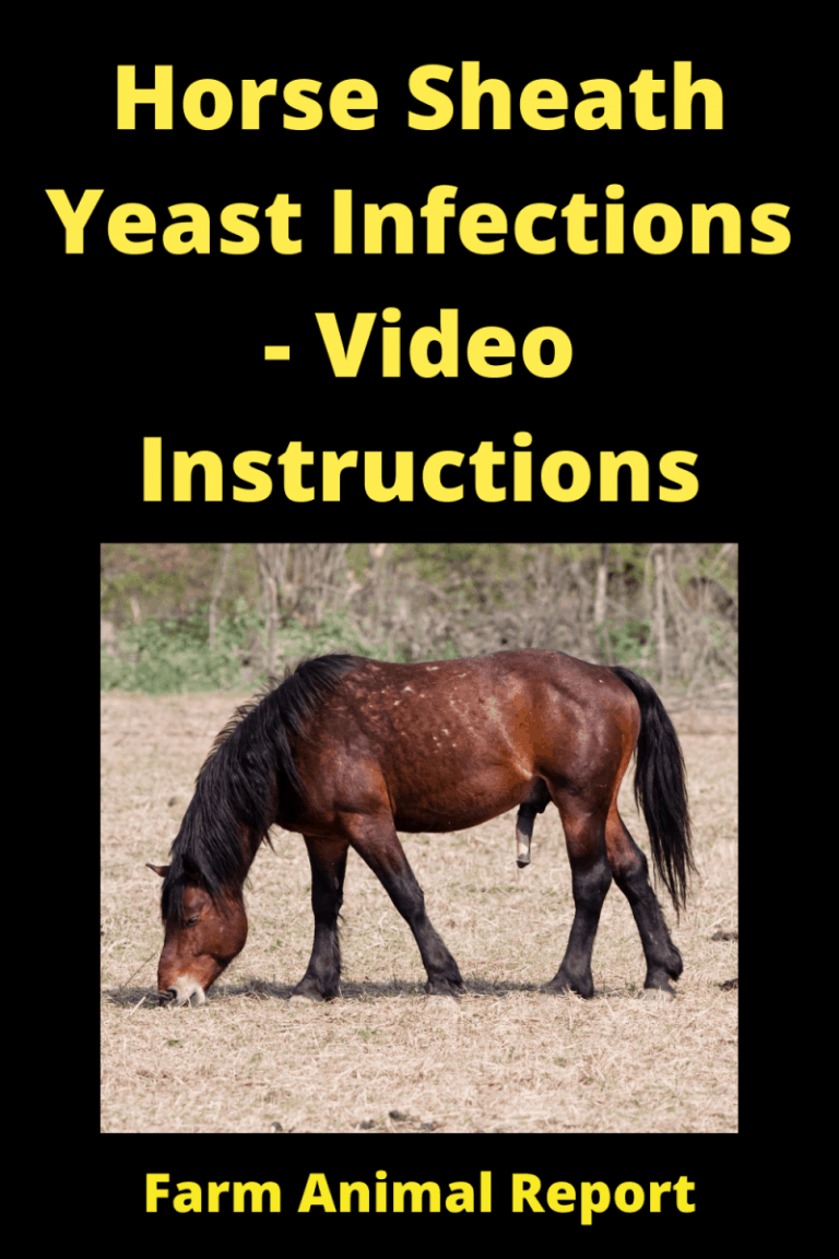 Horse Sheath Yeast Infections (2024) Video Instructions