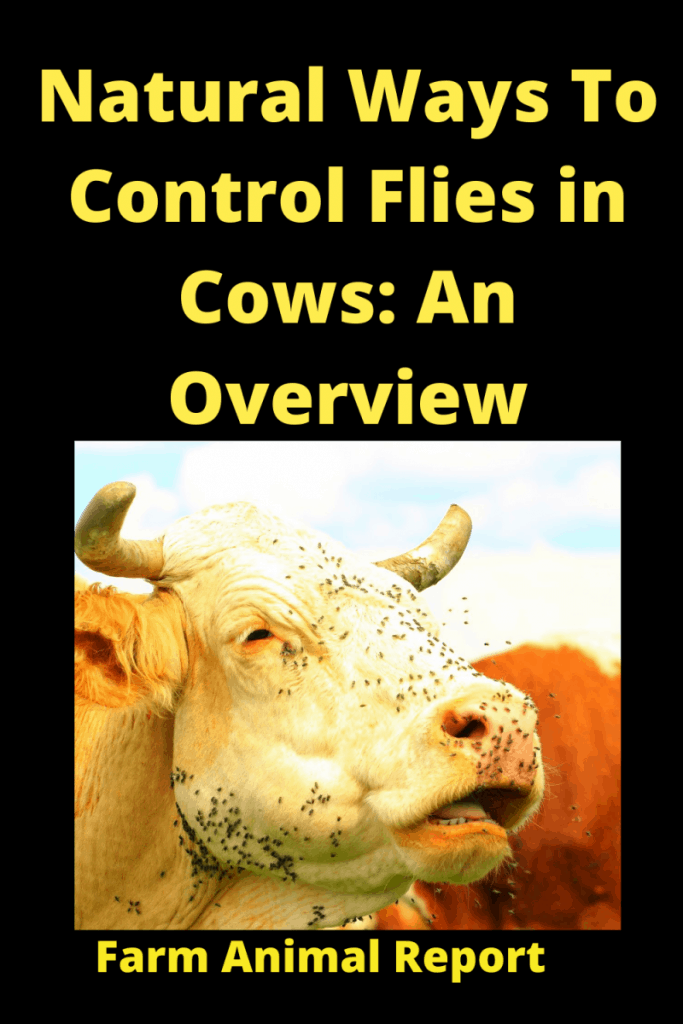 Natural Ways To Control Flies in Cows: An Overview 2 Natural Ways To Control Flies in Cows: An Overview 1