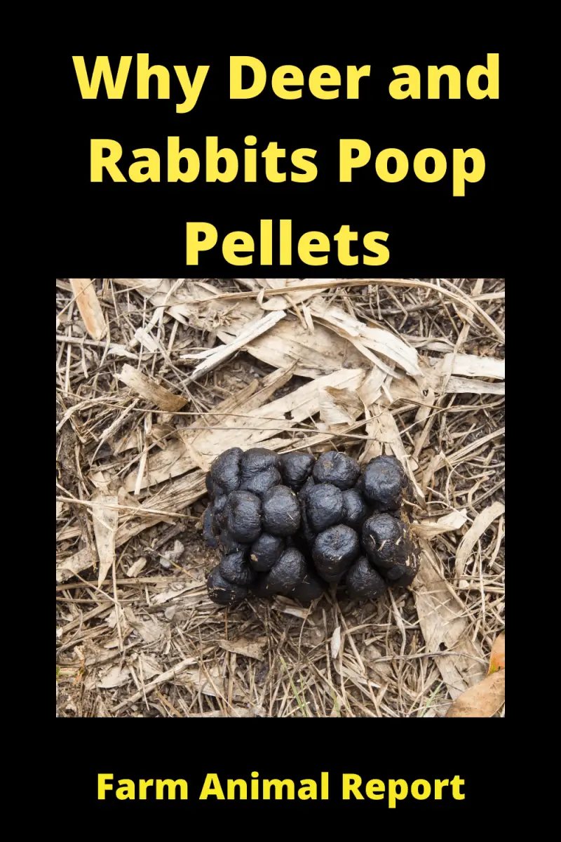 Deer Poop Vs Rabbit Poop