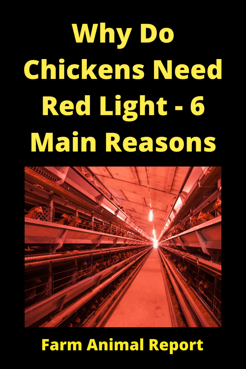 Can A Chicken See Red Light Can Chickens See Red Light Chicken