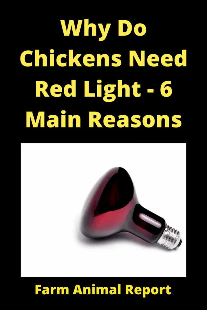 Can a Chicken see Red Light | Can Chickens see Red Light | Chicken | PDF- (2022) 1