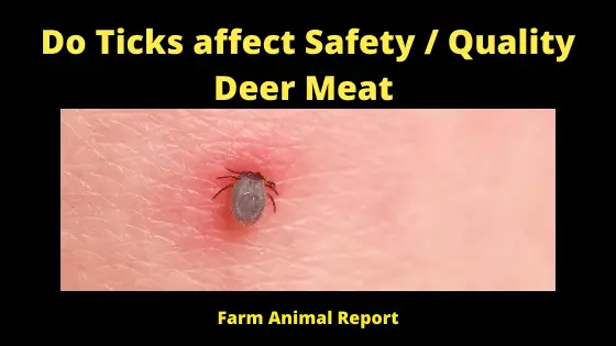 Do Ticks affect Deer Meat (1)