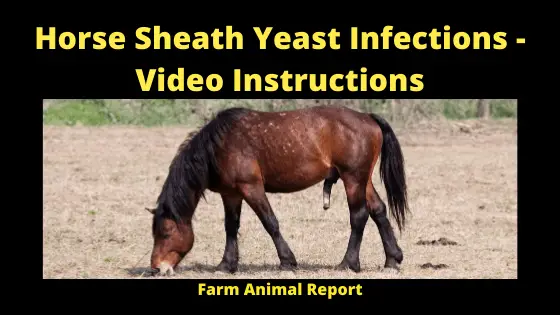 Horse Sheath Yeast Infections - Video Instructions