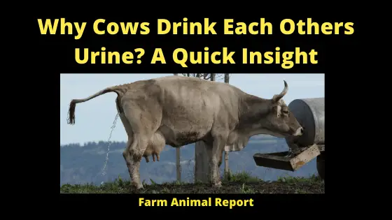 Why Cows Drink Each Others Urine_ A Quick Insight